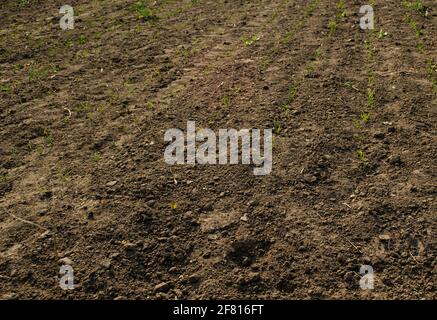 Kohlkeimlinge in einem Gewächshaus unter Tropfbewässerung. Konzept des ökologischen Landbaus. Setzling-Banner Stockfoto