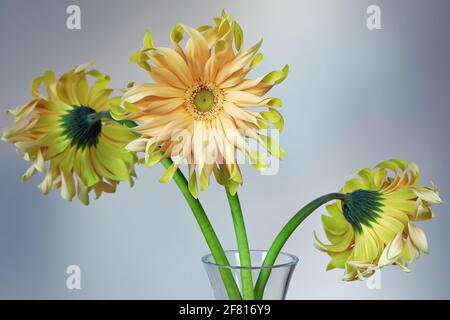 Nahaufnahme von champagnerfarbenen Gerbera-Blüten mit lockigen Blütenblättern Stockfoto