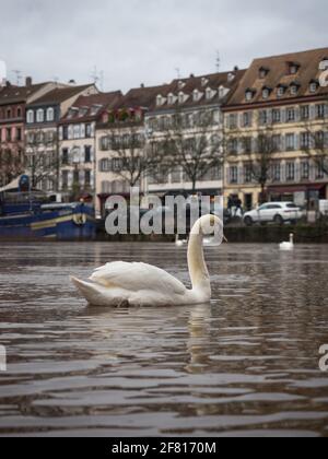 Der weiße Schwan schwimmt vor der bezaubernden, malerischen alten, traditionellen Architektur Fachwerkhäuser am Ill Rhein im Strasbourg Grand Stockfoto