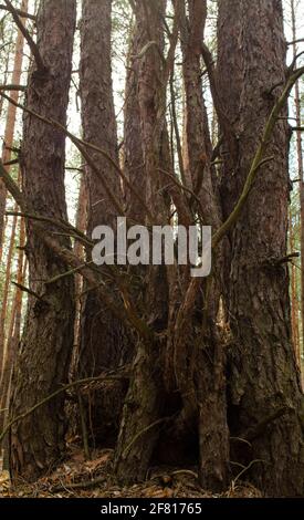 Ein Blick auf den nebligen immergrünen Wald, uralte hohe Kiefer- und Tannenstämme aus der Nähe. Moos auf dem Boden. Licht fließt durch die Bäume. Dunkel Stockfoto