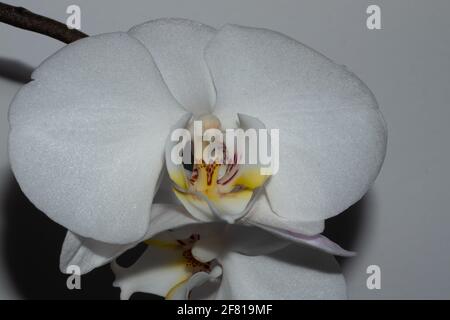 Weiße Orchidee auf grauem Hintergrund Stockfoto