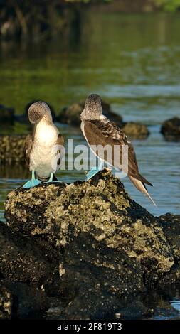 Blaufußboobies (Sula nebouxii) auf einem Felsen in Caleta Tortuga Negra, Baltra Island, Stockfoto