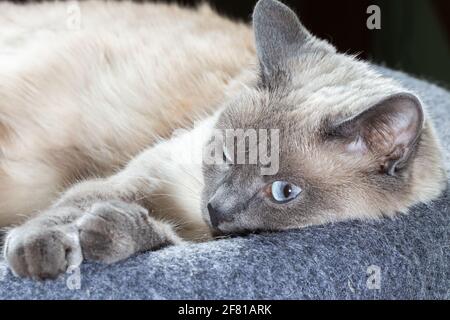 Eine thailändische Katze mit blauen Augen ruht auf ihrer Bank. Nahaufnahme des Gesichts der Katze, selektiver Fokus Stockfoto