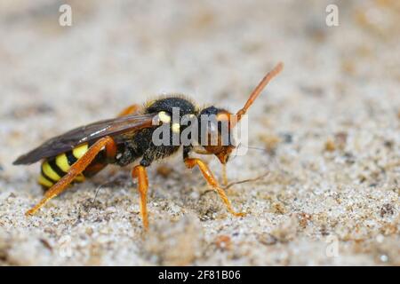Nahaufnahme eines Weibchens der Cleptoparasit-bemalten Nomadenbiene, Nomada fucata Stockfoto