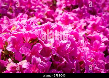 Rosa Azaleen blüht im Frühling in der Nähe von Paris in Mai Stockfoto