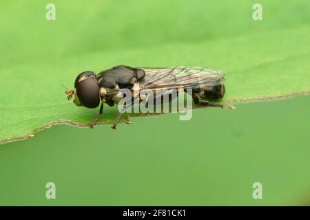 Nahaufnahme der kleinen, dickbeinigen Hoverfly, Syritta pipiens auf einem grünen Blatt sitzend Stockfoto