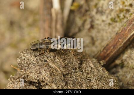 Nahaufnahme der kleinen, dickbeinigen Hoverfly, auf dem Boden sitzende Syritta pipiens Stockfoto