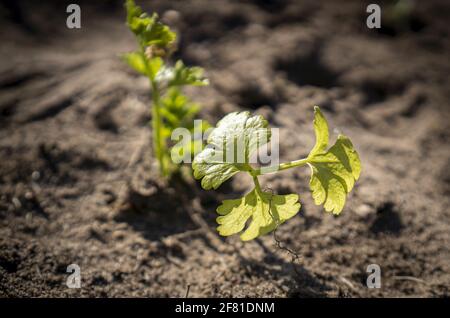 Aufnahme von neu gewachsener grüner Pflanze im Boden und Sonne, die auf der Pflanze scheint. Stockfoto