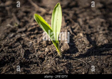 Aufnahme von neu gewachsener grüner Pflanze im Boden und Sonne, die auf der Pflanze scheint. Stockfoto