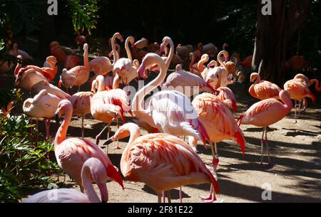 Los Angeles, Kalifornien, USA 8. April 2021 EIN allgemeiner Blick auf die Atmosphäre von Flamingos im Los Angeles Zoo, Der am 13. März 2020 bis zum 26. August 2020 aufgrund einer Pandemie geschlossen und am 7. Dezember 2020 geschlossen wurde und am 16. Februar 2021 aufgrund der Coronavirus Covid-19 Pandemie, die hier am 8. April 2021 in Los Angeles, Kalifornien, USA, gezeigt wurde, wieder eröffnet wurde. Foto von Barry King/Alamy Stockfoto Stockfoto