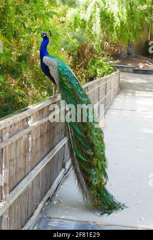 Los Angeles, Kalifornien, USA 8. April 2021 EIN allgemeiner Blick auf die Atmosphäre des Pfaus im Zoo von Los Angeles, Der am 13. März 2020 bis zum 26. August 2020 aufgrund einer Pandemie geschlossen und am 7. Dezember 2020 geschlossen wurde und am 16. Februar 2021 aufgrund der Coronavirus Covid-19 Pandemie, die hier am 8. April 2021 in Los Angeles, Kalifornien, USA, gezeigt wurde, wieder eröffnet wurde. Foto von Barry King/Alamy Stockfoto Stockfoto