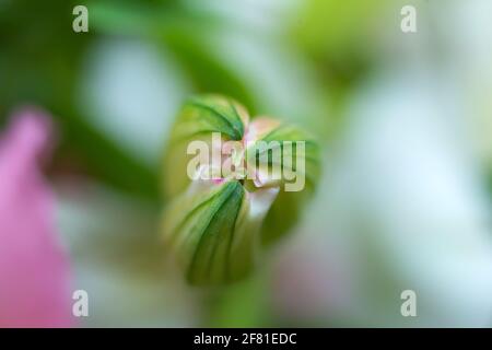 Nahaufnahme Makro geschlossen grün frische Knospe und Blütenblätter von Alstroemeria Lilie Blume in Herzform, floralen Hintergrund, selektiver Fokus Stockfoto