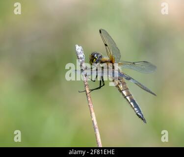 Nahaufnahme eines vierfleckigen Chasers, auch bekannt als Libellula Quadrimaculata auf einem Ast Stockfoto