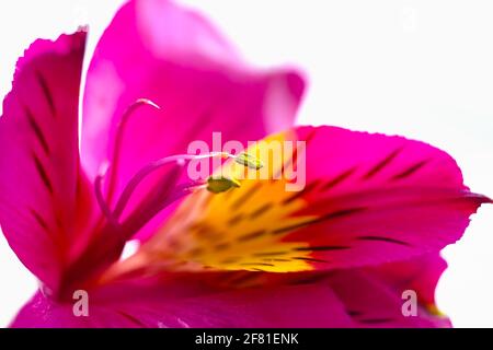 Konzentrieren Sie sich auf grüne Staubgefäße aus rosa und gelb gestreiften Alstroemeria Lilie Blume, schöne Botanik floralen Hintergrund Stockfoto