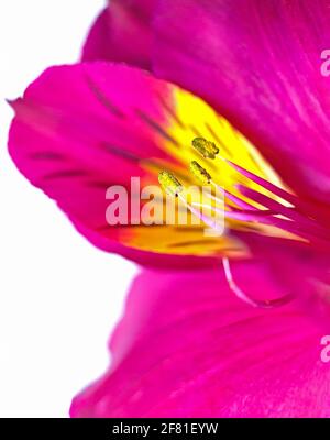 Bunte rosa und gelb gestreifte Alstroemeria Blütenblätter, Stempeln und Staubgefäße Makro Nahaufnahme, florale Botanik Hintergrund Stockfoto