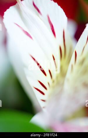 Weiße Alstroemeria Blütenblätter Makro Nahaufnahme mit roten Flecken, florale Botanik zarten Hintergrund Stockfoto