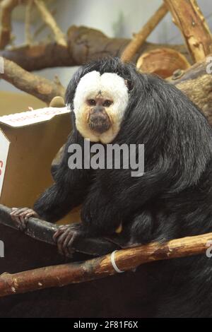 Los Angeles, Kalifornien, USA 8. April 2021 EIN allgemeiner Blick auf die Atmosphäre des weißgesichtigen Saki Monkey im Los Angeles Zoo, Der am 13. März 2020 bis zum 26. August 2020 aufgrund einer Pandemie geschlossen und am 7. Dezember 2020 geschlossen wurde und am 16. Februar 2021 aufgrund der Coronavirus Covid-19 Pandemie, die hier am 8. April 2021 in Los Angeles, Kalifornien, USA, gezeigt wurde, wieder eröffnet wurde. Foto von Barry King/Alamy Stockfoto Stockfoto