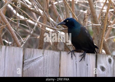 Gemeinsame Grackle (Quiscalus Quiscula) Stockfoto
