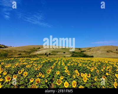 Die gewöhnliche Sonnenblumenpflanze - Helianthus annuus Stockfoto
