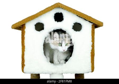 Porträt einer niedlichen sibirischen Katze mit grünen Augen im Katzenhaus. Weiche flauschige reinrassige geradohrige lange Haare Kitty.Adorable Haustierkonzept. Stockfoto