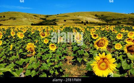 Die gewöhnliche Sonnenblumenpflanze - Helianthus annuus Stockfoto