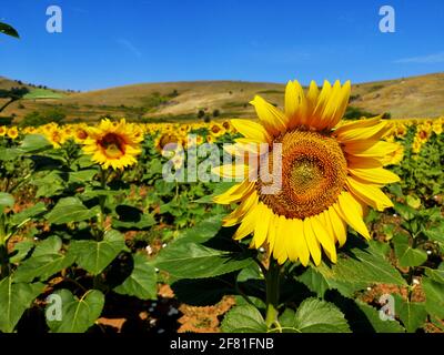 Die gewöhnliche Sonnenblumenpflanze - Helianthus annuus Stockfoto