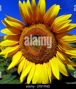 Die gewöhnliche Sonnenblumenpflanze - Helianthus annuus Stockfoto