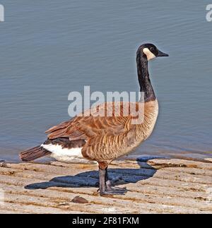 Canada Goose, Branta canadensis, an einem Kai an einem See in der San Francisco Bay Area, Kalifornien Stockfoto