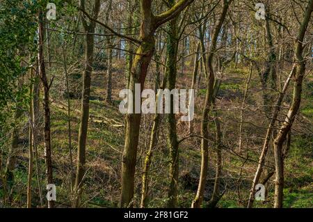 Dichte Bäume, mit Hügeln und Höhlen aus alten Anlagen in einem sonnenbeschienenen Coalpit Wood, einem alten Wald in Jordanthorpe, in der Nähe von Sheffield Stockfoto