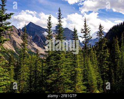 Berggipfel versteckt hinter hohen Pinien im Sommer mit Blauer Himmel und Wolken Stockfoto