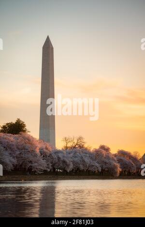 Goldenes Licht füllt den Himmel und küsst die Spitzen der Kirschblütenbäume entlang des Tidal Basin in Washington DC mit dem Washington Monument.