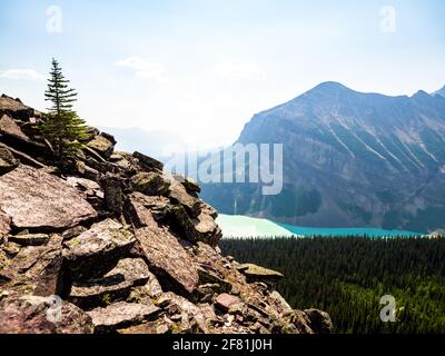Blick auf ein Tal mit Pinien und einem türkisfarbenen see in den Bergen mit einem kleinen Baum wächst auf Felsen im Vordergrund Stockfoto