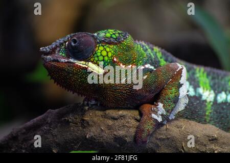 Gemeine Chamäleon - Chamaeleo chamaäleon - im Zoo, um das Aussterben zu vermeiden. Stockfoto