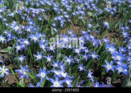 Riesiger Klumpen von hellblauer scilla (Scilla luciliae), die die Ankunft der frühen Frühlingssonne in Ottawa, Ontario, Kanada, feiert. Stockfoto