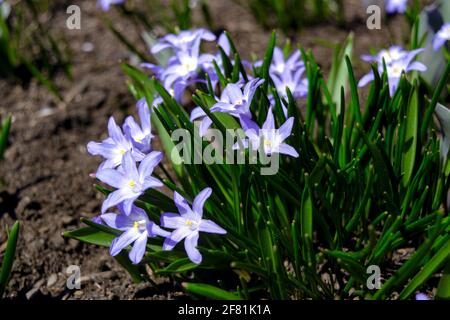 Der zarte, blassblaue scilla (Scilla luciliae) feiert die Ankunft der Frühlingssonne in Ottawa, Ontario, Kanada. Stockfoto