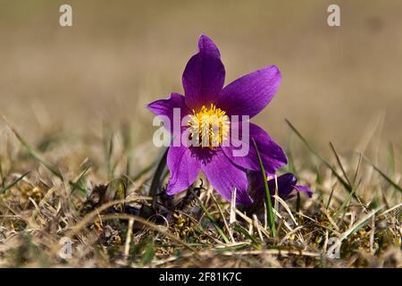 Die schöne lila flauschige Blume Oriental Pulsatilla patens pasqueflower Stockfoto