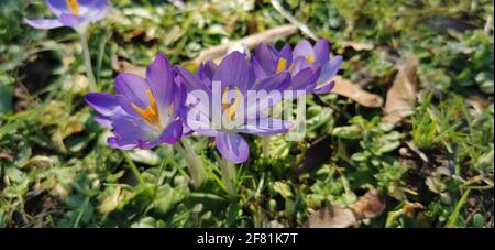 Die schöne lila flauschige Blume Oriental Pulsatilla patens pasqueflower Stockfoto
