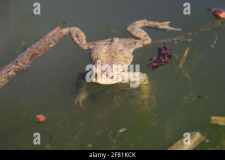 Ein Frosch, der den Überwinterungsort verlässt und in flacher Tiefe einzieht Gewässer Stockfoto