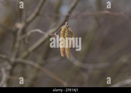 Eine Nahaufnahme von blühenden Ohrringe Haselnuss im Wald Stockfoto