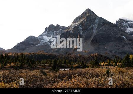 Blick auf den Gipfel eines Berges aus einem Wald Im Herbst mit der Farbe der Lärchen ändern Stockfoto