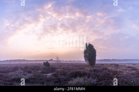 Morgen in der Heide mit Nebel und Sonnenaufgang. Stockfoto