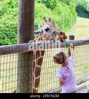 Ein junges Mädchen füttert im Fort Wayne Children's Zoo ein Stück Salat an eine hungrige Giraffe. Stockfoto