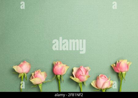 Rosa Rosenblüten auf grünem Hintergrund. Flach liegend, Draufsicht, Kopierraum Stockfoto