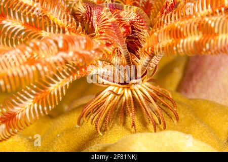 Ein Blick auf die Füße, oder cirri, der Bennett's Haarstern, Oxycomanthus bennetti, denn es steht auf einem Riff in Fidschi zu fangen, Essen im Währ. Stockfoto