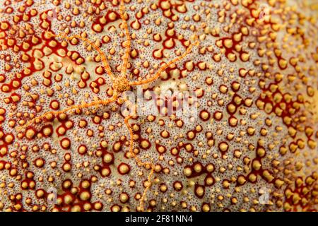 Ein langer Arm spröde Stern, Ophionereis porrecta, auf den gewundenen Oberfläche eines Kissens Seesterne, Culcita novaeguineae, Hawaii. Stockfoto