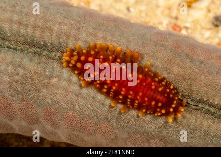 CarlaÕs polynoid-Schuppe-Wurm, Asterophilia carlae, lebt unter einem blauen Meeresstern, Linckia laevigata, Mabul Island, Malaysia. Stockfoto