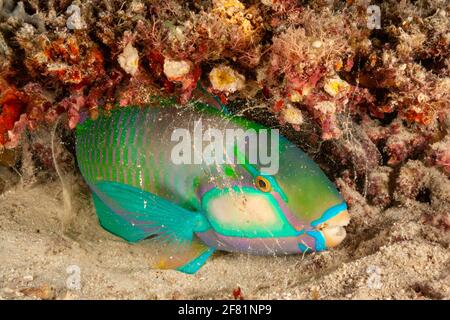 Dieser Papageienfisch von Bleeker, Chlorurus bleekeri, wurde in der Nacht fotografiert, umgeben von einer Schleimblase, die der Papageienfisch um sich selbst schürt Stockfoto