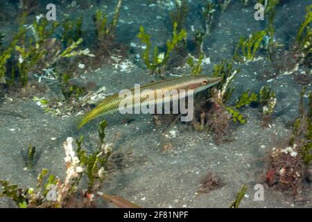 In der Familie der Lippfische ist der Cigar Lippfische, Cheilio inermis, einzigartig und die einzige Art dieser Gattung. Dieses Individuum ist ein Männchen, Hawaii. Stockfoto