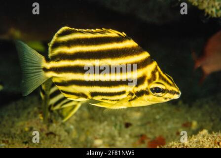 Der Stripey, Microcanthus strigatus, ist ein ungewöhnlicher Fisch, der in Hawaii zu finden ist. Stockfoto