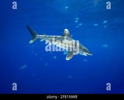 Weiblicher ozeanischer Weißspitzenhai, Carcharhinus longimanus, mehrere Meilen vor der Big Island im offenen Ozean, Hawaii. Stockfoto